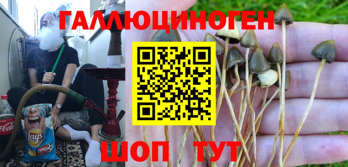 Людиново  Псилоцибиновые грибы Psilocybine cubensis  Вход с VPN 